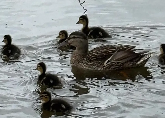 Hébergement de vacances G&j Fourmidables